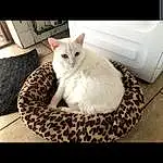 Cat, White, Comfort, Carnivore, Felidae, Small To Medium-sized Cats, Whiskers, Snout, Tail, Rectangle, Furry friends, Domestic Short-haired Cat, Cat Supply, Paper Towel, Linens, Paw, Plant, Square, Bedding