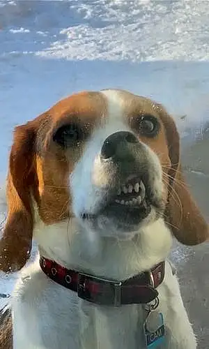 Name Beagle Dog Cam