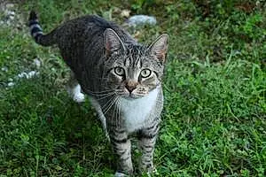 Name Tabby Cat Atticus