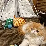 Cat, Small To Medium-sized Cats, Felidae, Whiskers, Persian, Kitten, Carnivore, Norwegian Forest Cat, Fawn, Ragamuffin, Furry friends