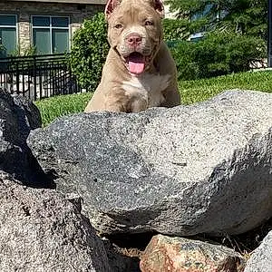 Name Pitt Bull Terrier Dog Hero