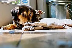 Name Beagle Dog Kaia