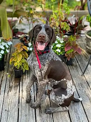 Name German shorthaired pointer Dog Chief