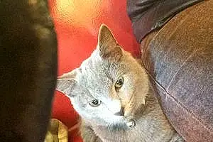 Chartreux Cat Wizzles
