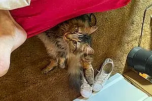 Name Maine Coon Cat Floyd