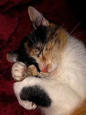 Name American Shorthair Cat Layla