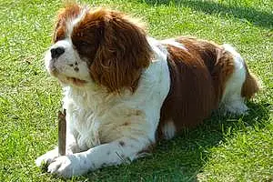 Name Cavalier King Charles Spaniel Dog Charley