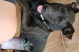 Labrador Retriever Dog Bella
