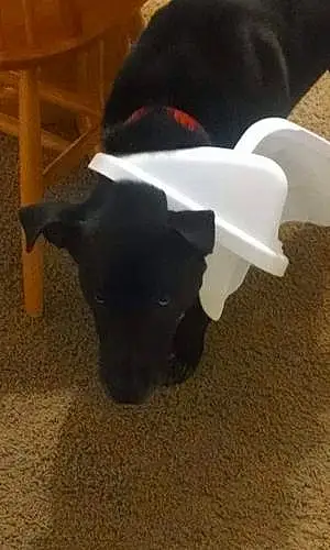 Labrador Retriever Dog Zeus