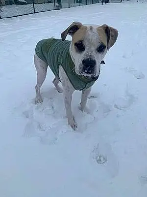 Winter Mixed breed Dog Arlo