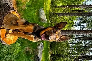 Name Belgian Shepherd Malinois Dog Coco