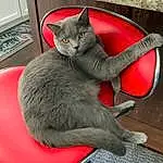 Cat, Carnivore, Comfort, Felidae, Grey, Whiskers, Russian blue, Small To Medium-sized Cats, Window, Tail, Snout, Black cats, Furry friends, Domestic Short-haired Cat, Carmine, Sitting, Claw, Cat Supply, Paw