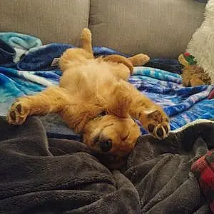 Name Golden Retriever Dog Bennett