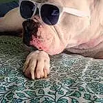 Glasses, Dog, Vision Care, Sunglasses, Blue, Dog breed, Carnivore, Jaw, Eyewear, Goggles, Whiskers, Companion dog, Fawn, Comfort, Snout, Toy Dog, Wrinkle, Working Animal