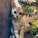 Cat, Eyes, Christmas Tree, Felidae, Carnivore, Plant, Christmas Ornament, Small To Medium-sized Cats, Whiskers, Fawn, Evergreen, Tree, Window, Tail, Twig, Snout, Holiday Ornament, Christmas Decoration, Event, Grass