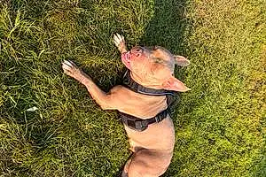 Staffordshire Bull Terrier Dog Bristol