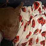 Sleeve, Toy, Orange, Comfort, Fawn, Linens, Snout, Stuffed Toy, Pattern, Carmine, Companion dog, Plush, Bed Sheet, Peach, Room, Canidae, Tail, Flesh, Coquelicot, Petal