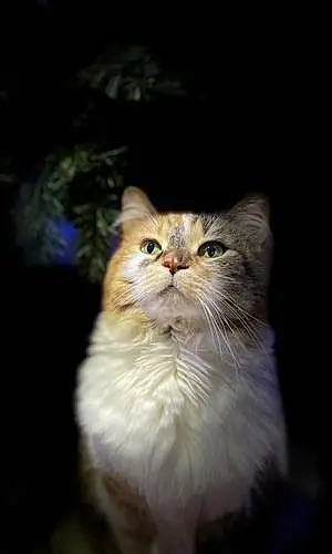 Name Norwegian Forest Cat Cat Kallie