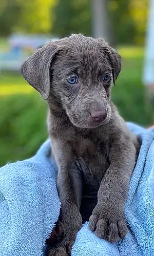 Labrador Retriever Dog Bentley