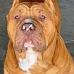 Dog, Bulldog, Dog breed, Carnivore, Companion dog, Fawn, Liver, Snout, Whiskers, Canidae, Wrinkle, Terrestrial Animal, Art, Working Animal, Molosser, Furry friends, Ancient Dog Breeds, Working Dog