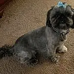Dog, Carnivore, Dog breed, Liver, Fawn, Companion dog, Toy Dog, Working Animal, Snout, Dog Supply, Tail, Terrier, Shih Tzu, Furry friends, Small Terrier, Asphalt, Canidae, Terrestrial Animal