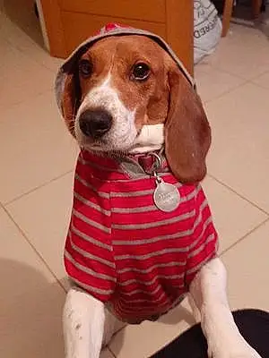 Beagle Dog Belle