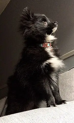 Name Pomeranian Dog Kairi
