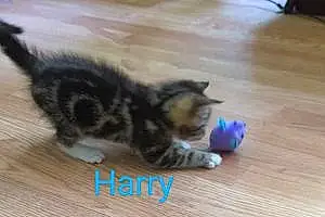 Name American Shorthair Cat Harry