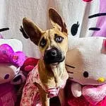 Dog, Dog Supply, Dog breed, Ear, Carnivore, Pink, Companion dog, Fawn, Chihuahua, Whiskers, Working Animal, Pet Supply, Snout, Toy Dog, Magenta, Comfort, Furry friends, Paw