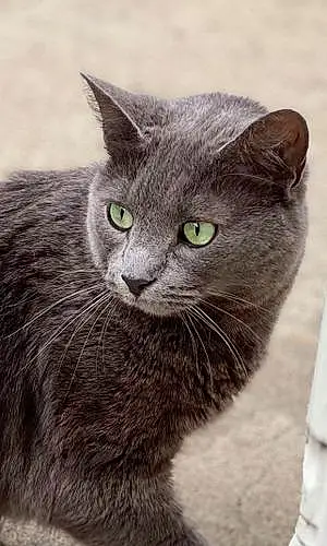 Chartreux Cat Luka