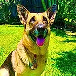 Dog, Dog breed, Plant, Carnivore, Grass, Fawn, Collar, Terrestrial Animal, Whiskers, Companion dog, Snout, Working Animal, Tail, Canidae, Art, German Shepherd Dog, Furry friends, Working Dog, Dog Supply