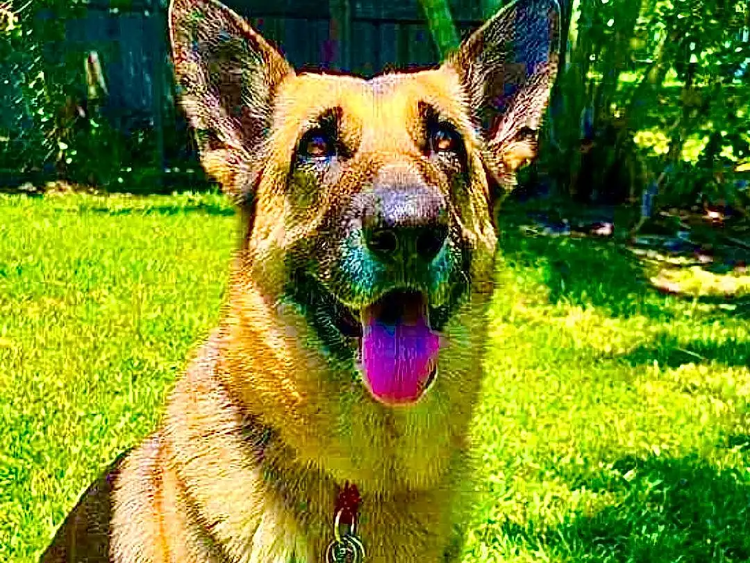Dog, Dog breed, Plant, Carnivore, Grass, Fawn, Collar, Terrestrial Animal, Whiskers, Companion dog, Snout, Working Animal, Tail, Canidae, Art, German Shepherd Dog, Furry friends, Working Dog, Dog Supply