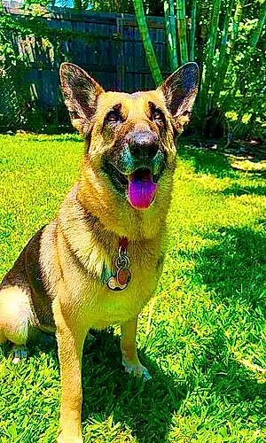 Name German Shepherd Dog Ruby