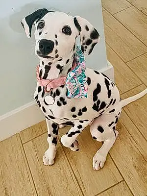 Name Dalmatian Dog Gypsy