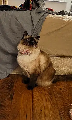 Ragdoll Cat Princess