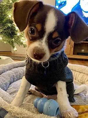 Name Chihuahua Dog Hamlet