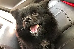 Name Pomeranian Dog Kingsley