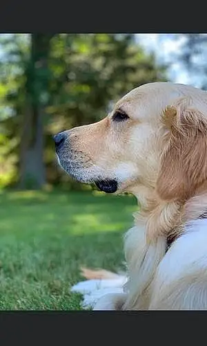 Name Golden Retriever Dog Cody
