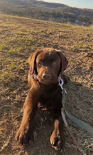 Name Labrador Retriever Dog Tucker