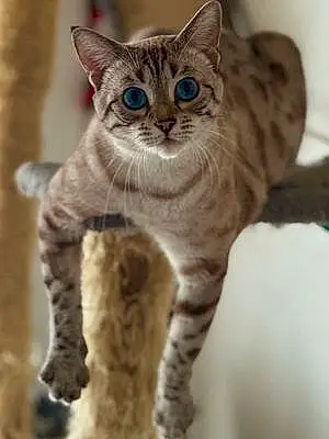 Bengal Cat Baba