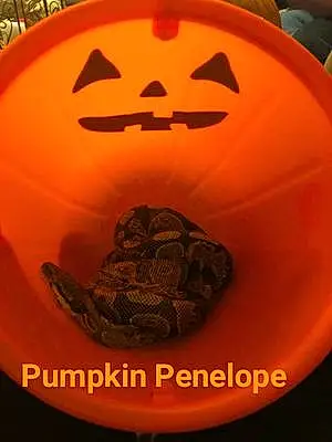 Halloween Other Pets Penelope