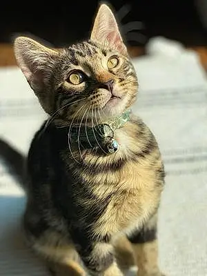 Name Bengal Cat Kahlua