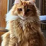 Hair, Cat, Eyes, Felidae, Carnivore, Small To Medium-sized Cats, Whiskers, Fawn, Maine Coon, Snout, Furry friends, Terrestrial Animal, British Longhair, Wood, Persian