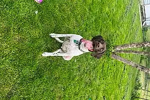 Name German shorthaired pointer Dog Dempsey