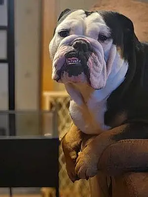 Bulldog Dog Titus