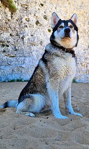 Name Husky Dog Max