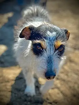 Jack Russell Dog Ace