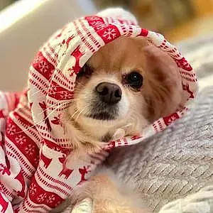 Name Chihuahua Dog Lucy