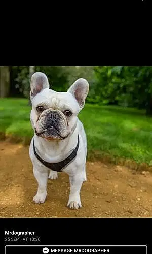 Name French Bulldog Dog Fred