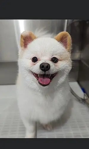 Name Pomeranian Dog Hooch